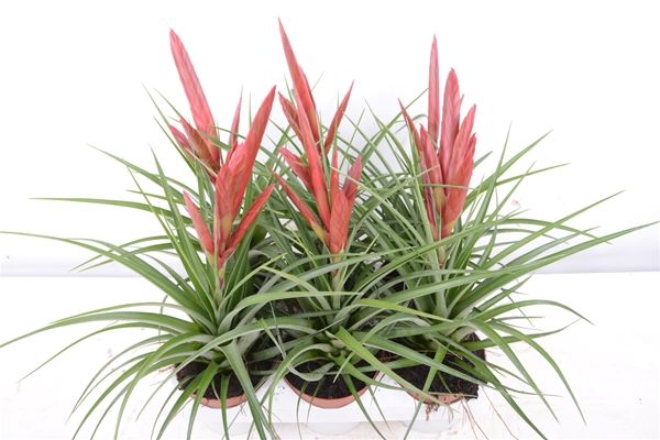 TILLANDSIA CYANEA MIZUKI