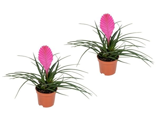 TILLANDSIA CYANEA VINCENT