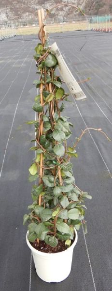 TRACHELOSPERMUM JASMINOIDE