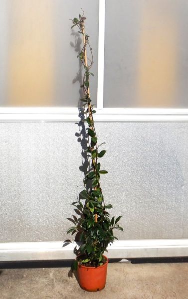 TRACHELOSPERMUM JASMINOIDE