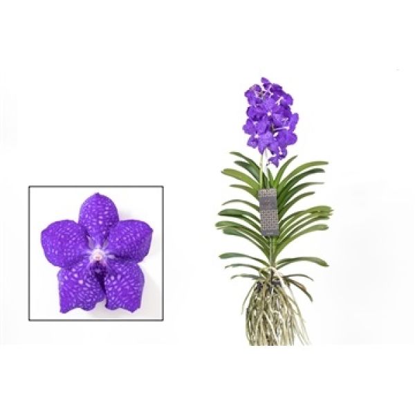 VANDA