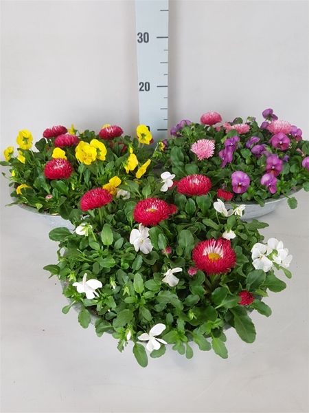 VIOLA CORNUTA-BELLIS DUO