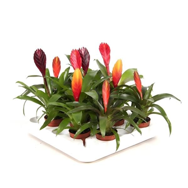 VRIESEA MIX