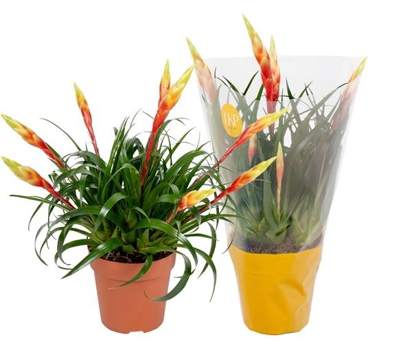 VRIESEA MULTIFL. SHANNOIN