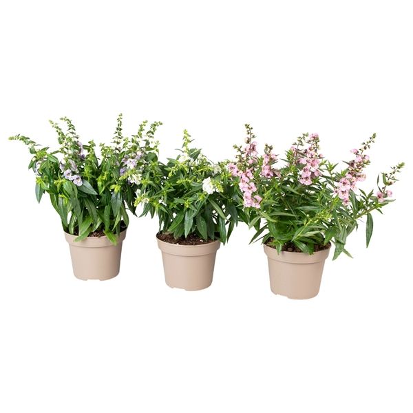 ANGELONIA