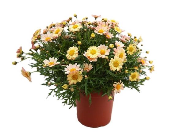 ANTHEMIS / ARGYRANTHEMUN
