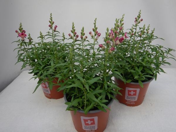 ANTIRRHINUM