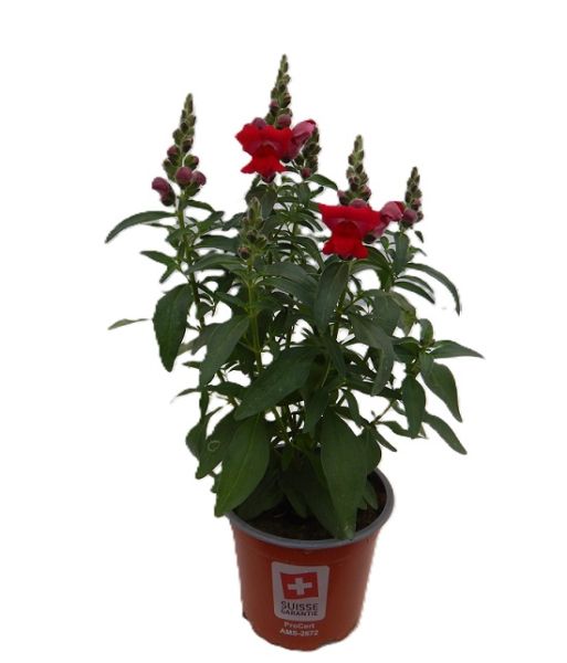 ANTIRRHINUM MAJUS