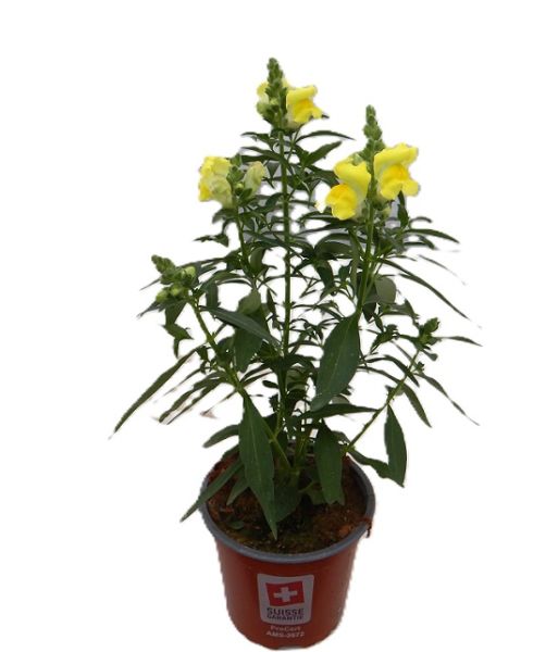 ANTIRRHINUM MAJUS