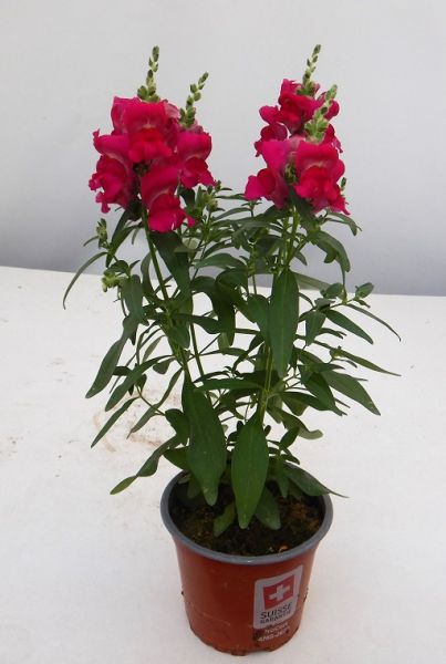ANTIRRHINUM MAJUS