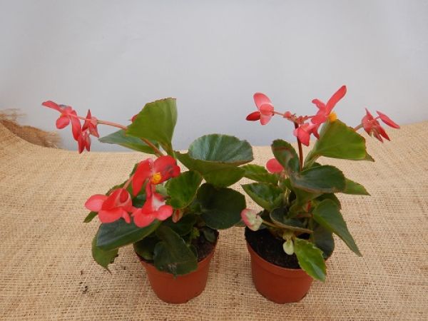 BEGONIA DRAGON WING