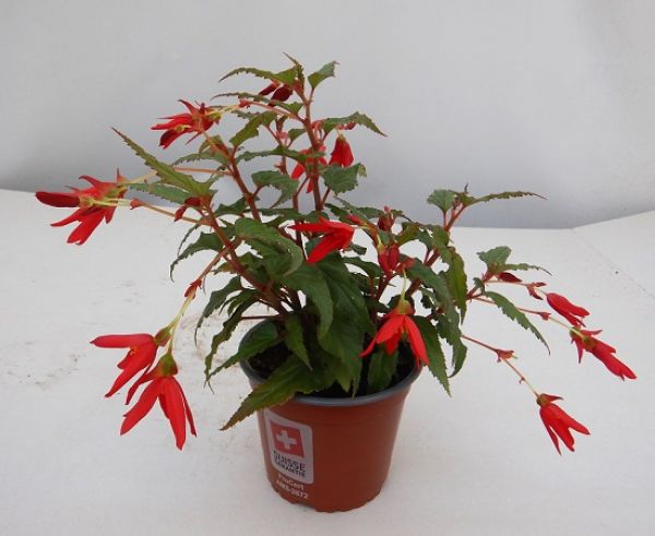 BEGONIA PENDULA