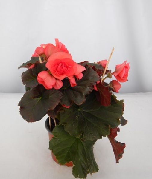 BEGONIA SOLENIA