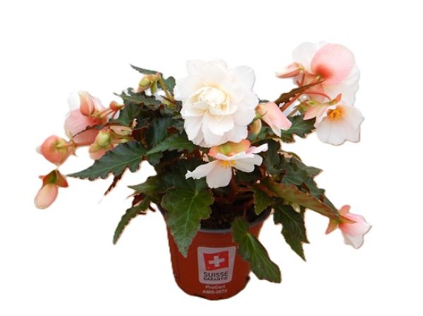 BEGONIA SWEETSPICE