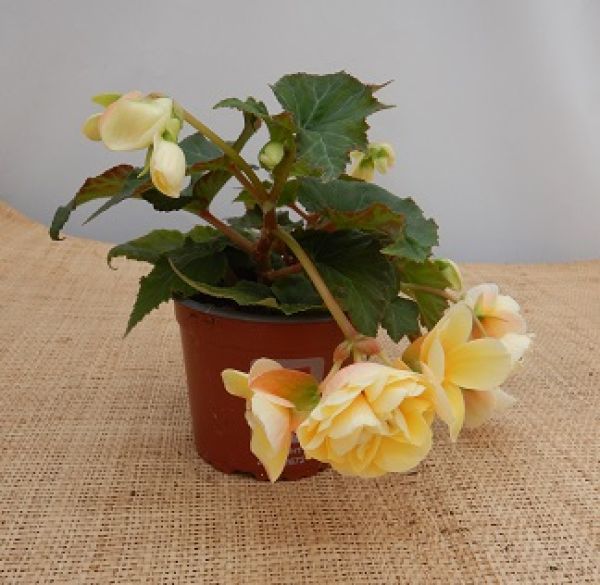 BEGONIA SWEETSPICE