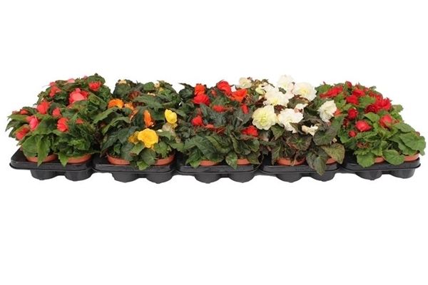 BEGONIA TENELLA