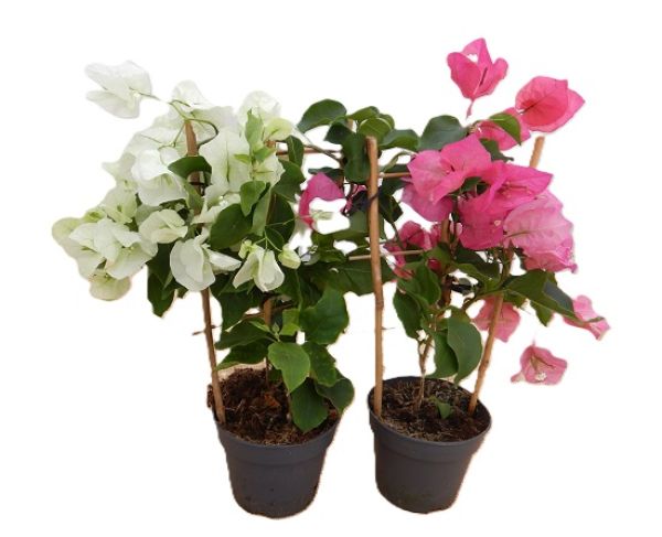 BOUGAINVILLEA SANDER. ESP.
