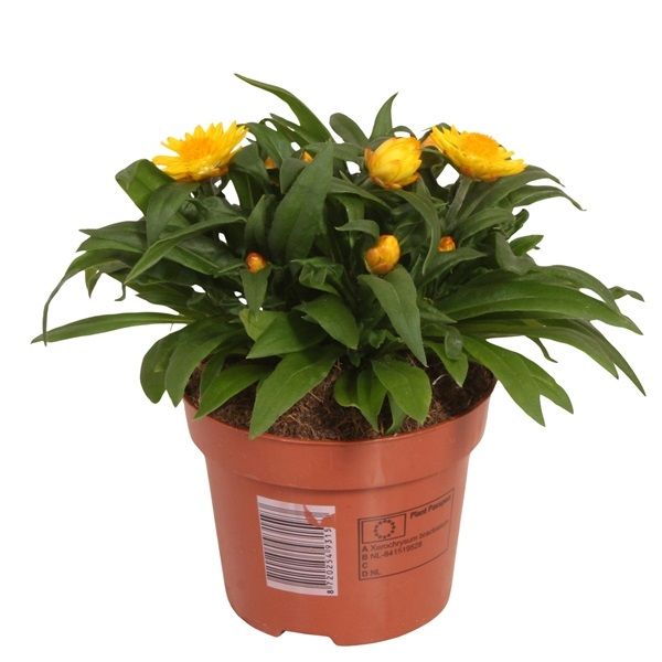 BRACTEANTHA CRISPY