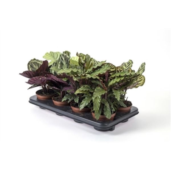 CALATHEA MIX