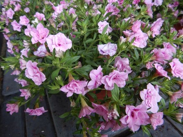 CALIBRACHOA ROSIES