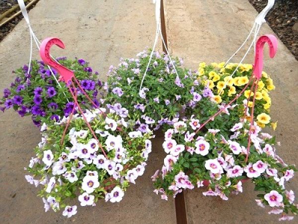CALIBRACHOA SUSPENSION