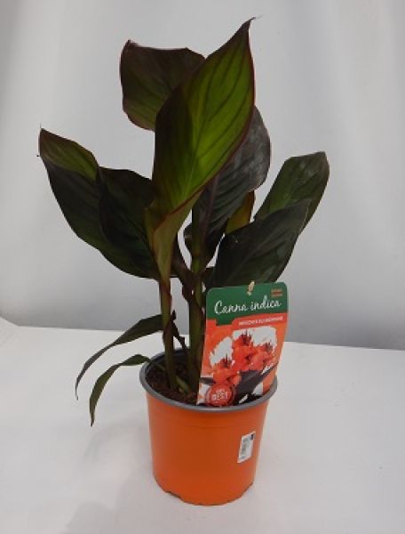 CANNA INDICA ORANGE