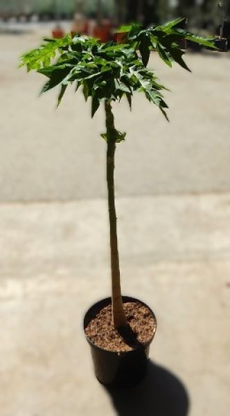 CARICA PAPAYA