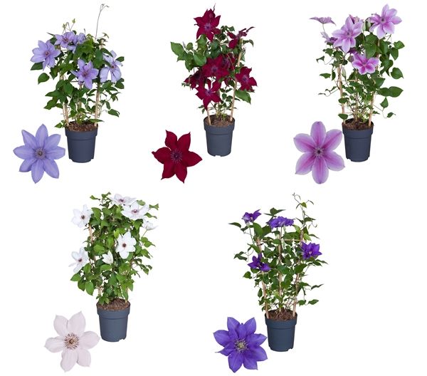 CLEMATIS BOULEVARD ESPALIER