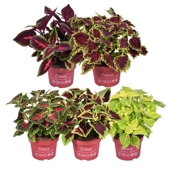 COLEUS