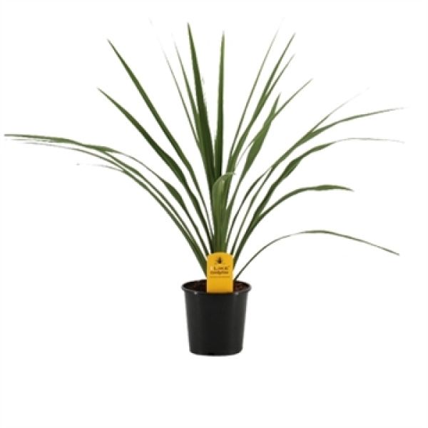 CORDYLINE AUSTRALIS VERDE