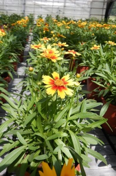 COREOPSIS GRANDIFLORA