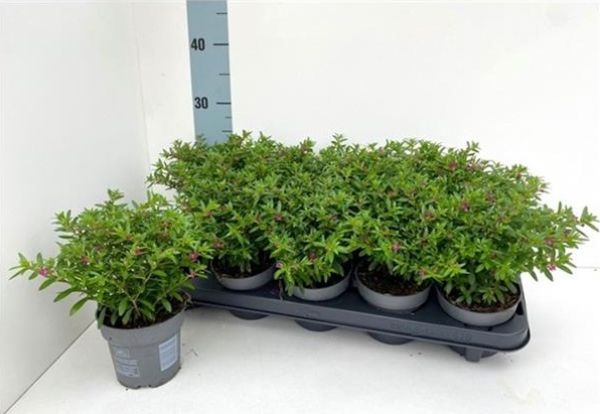 CUPHEA HYSSOPIFOLIA
