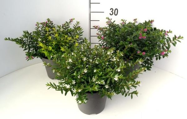 CUPHEA HYSSOPIFOLIA