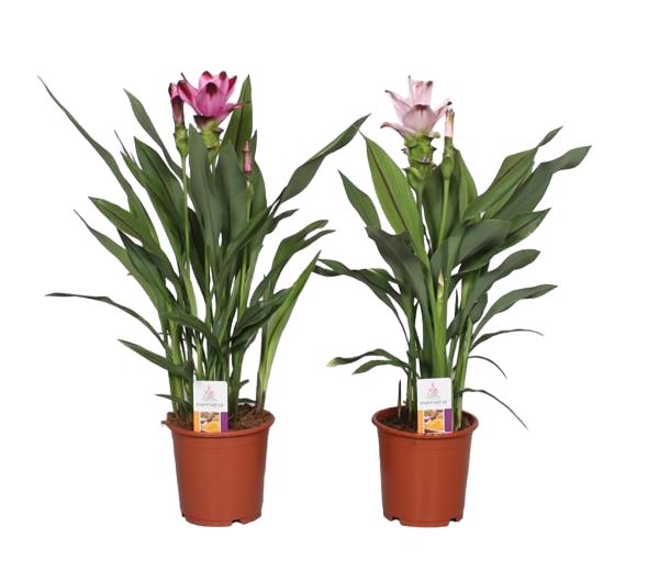 CURCUMA MIX
