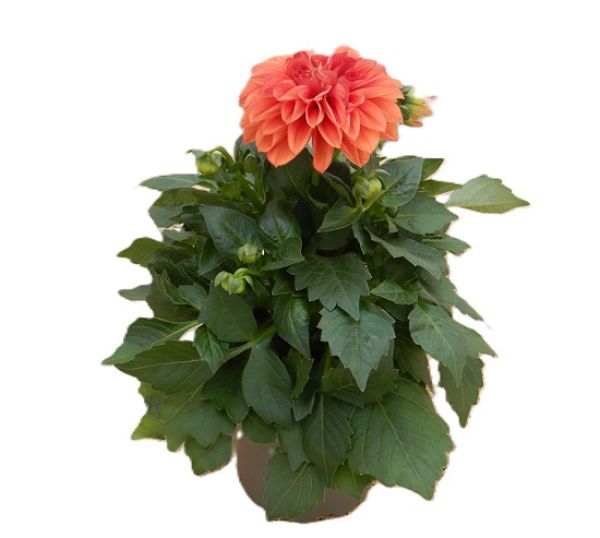 DAHLIA ORANGE