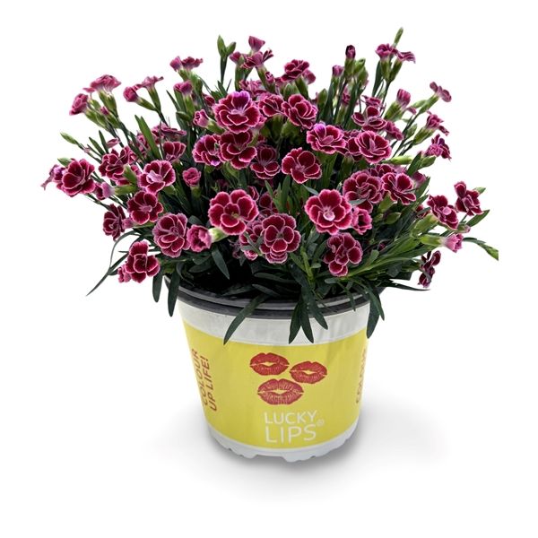 DIANTHUS LUCKY LIPS LARA