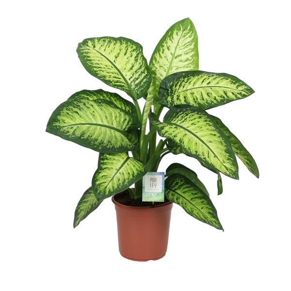 DIEFFENBACHIA LEMON TROPIC