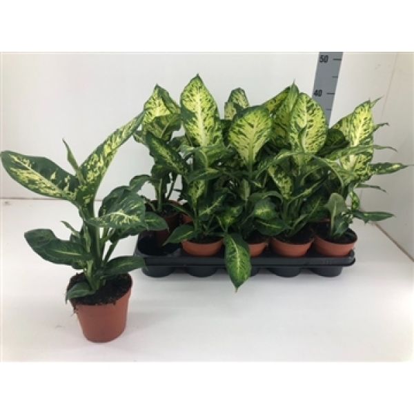 DIEFFENBACHIA SUBLIME