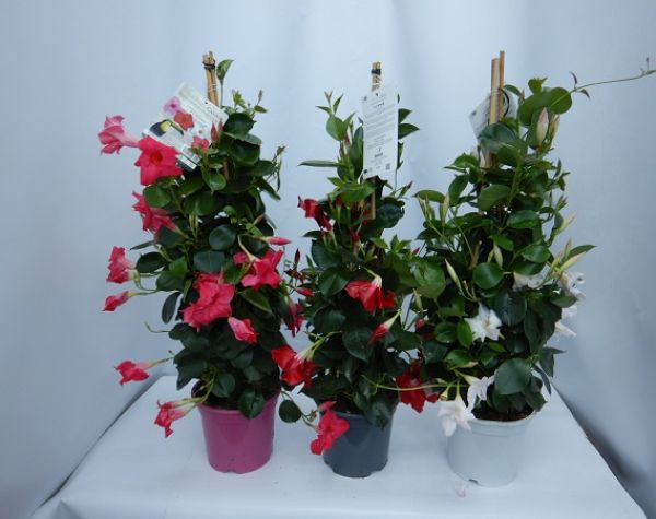 DIPLADENIA SUN. PYRAMIDE