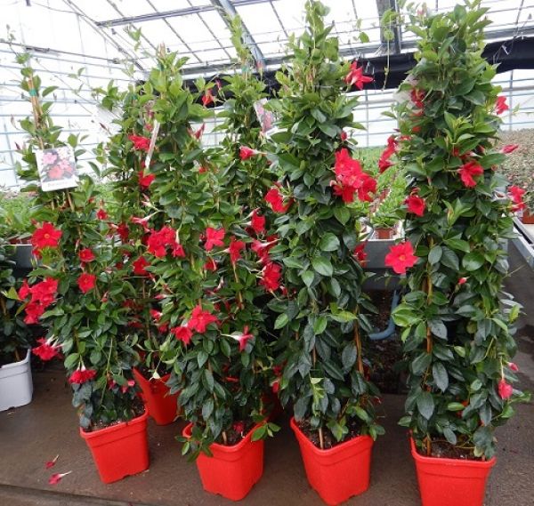 DIPLADENIA SUN. PYRAMIDE