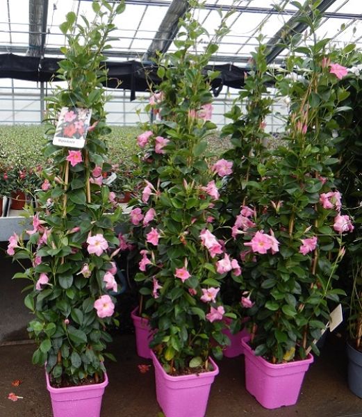 DIPLADENIA SUN. PYRAMIDE