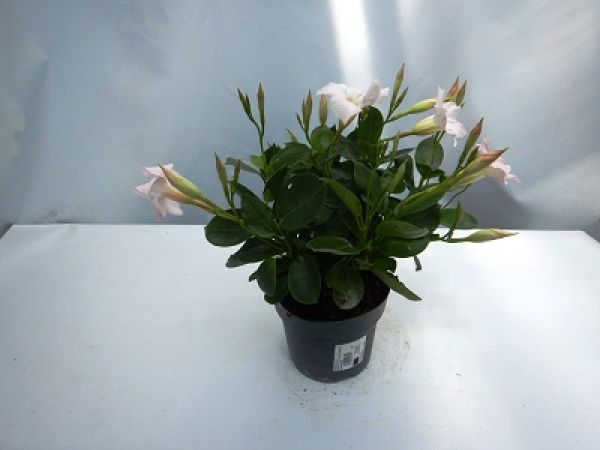 DIPLADENIA SUN. TOUFFE