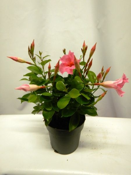 DIPLADENIA SUN. TOUFFE