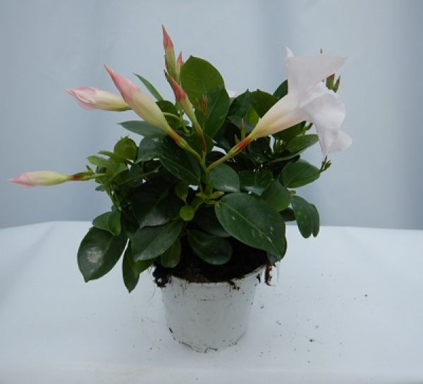 DIPLADENIA SUN. TOUFFE