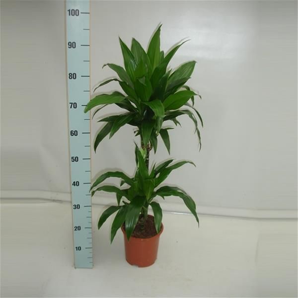 DRACAENA JANET GRAIG