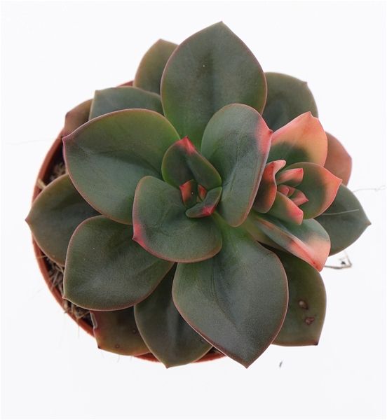 ECHEVERIA CHROMA