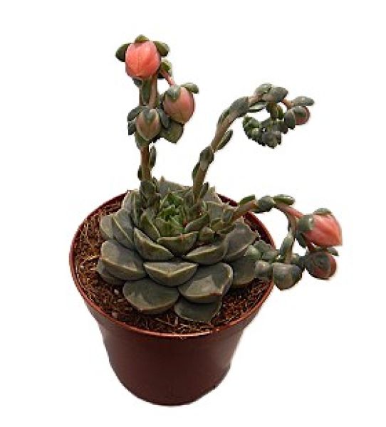 ECHEVERIA HYBRID
