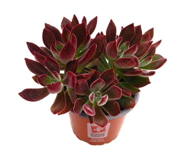 ECHEVERIA PULVINATA DEVOTION