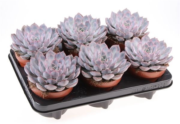 ECHEVERIA SUMMER