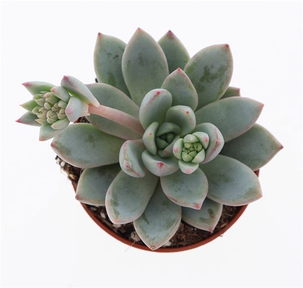 ECHEVERIA YUMMIE